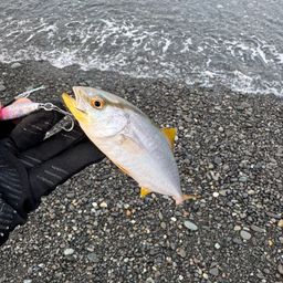 ショゴ
