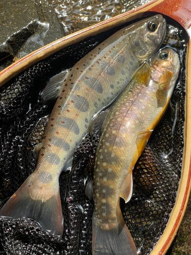 アマゴの釣果
