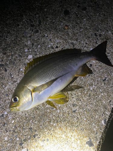 イサキの釣果