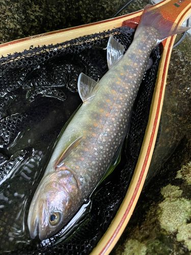 ニッコウイワナの釣果