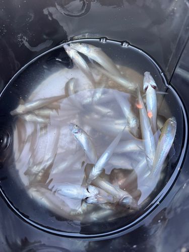 キスの釣果