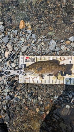 スモールマウスバスの釣果