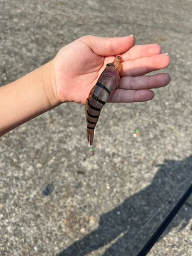 キヌバリの釣果