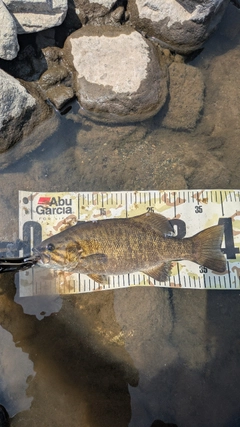 スモールマウスバスの釣果