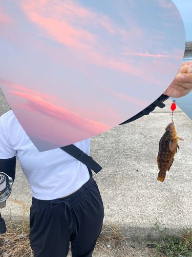 アイナメの釣果