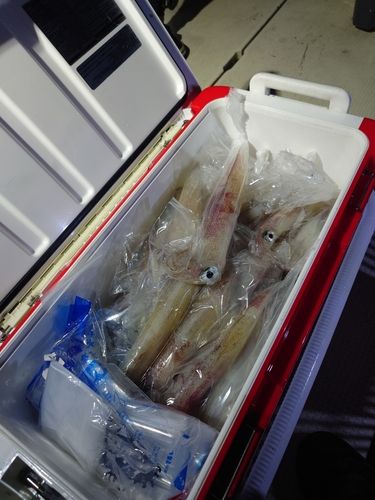 ケンサキイカの釣果