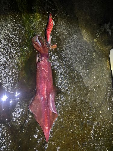 ヤリイカの釣果