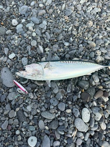 ソウダガツオの釣果