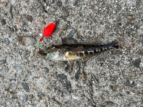 ハゼの釣果