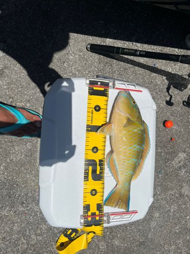 アーガイの釣果