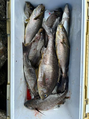 イサキの釣果