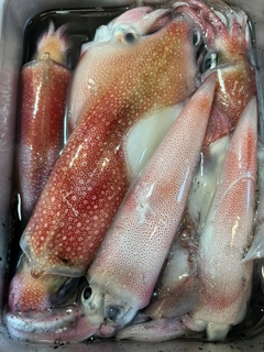 ケンサキイカの釣果