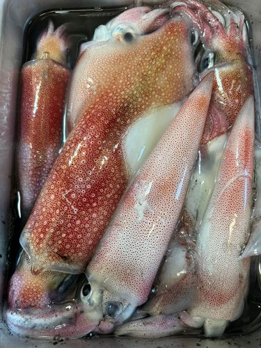 ケンサキイカの釣果