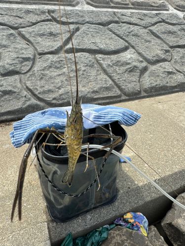 テナガエビの釣果