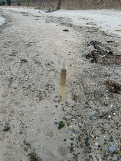 キスの釣果