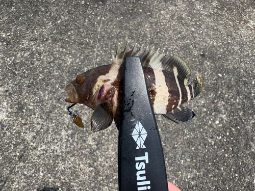 アオハタ