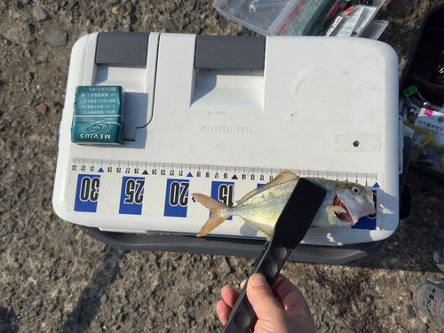 サバの釣果