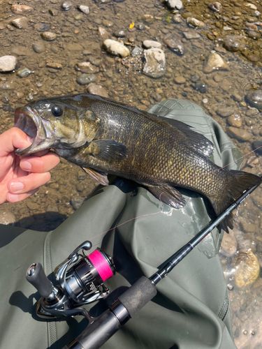 スモールマウスバスの釣果