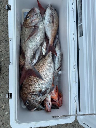 タイの釣果