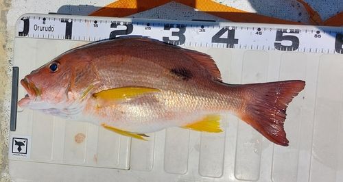 クロホシフエダイの釣果
