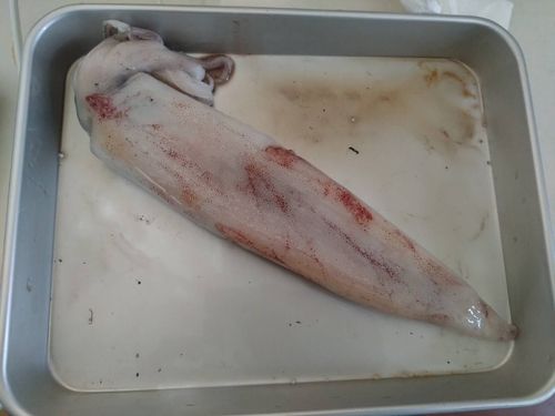 ヤリイカの釣果
