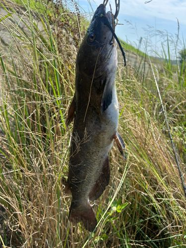 アメリカナマズの釣果