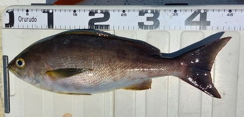 イサキの釣果