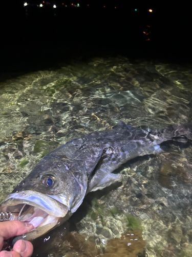 マルスズキの釣果
