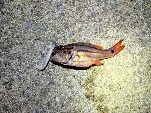 釣果