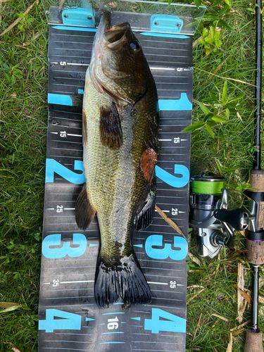 ブラックバスの釣果