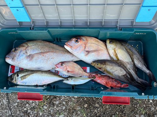 マアジの釣果
