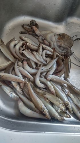 キスの釣果