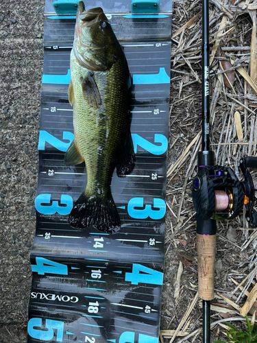 ブラックバスの釣果