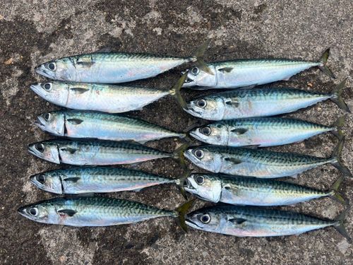 サバの釣果