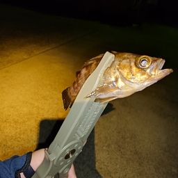 メバル