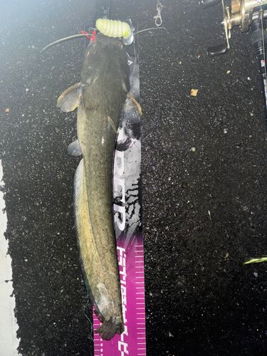 マナマズの釣果