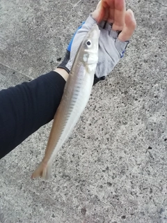 キスの釣果