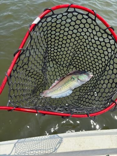 ベラの釣果