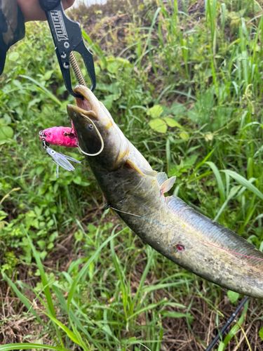 マナマズの釣果