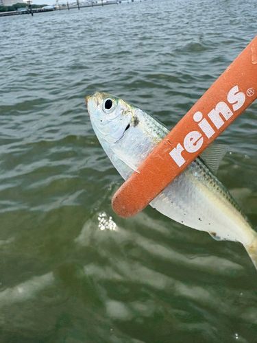 サッパの釣果