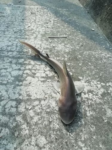 サメ