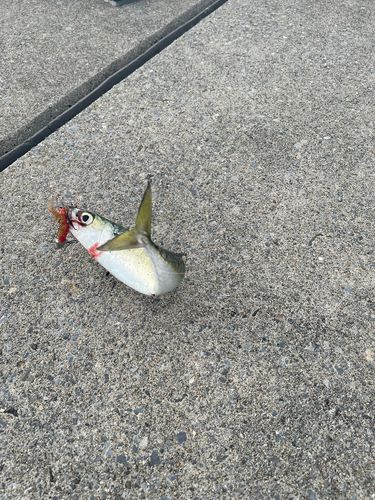 サバの釣果