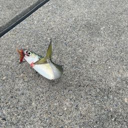 サバ
