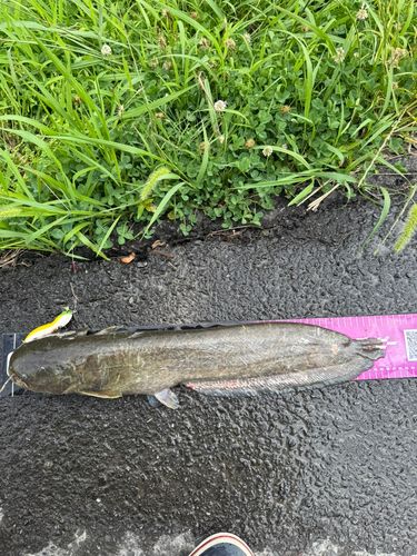 マナマズの釣果