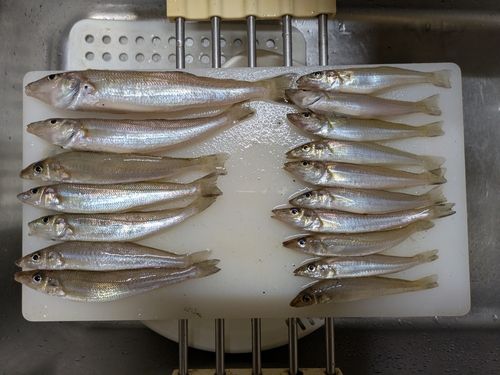 キスの釣果