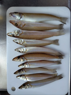シロギスの釣果
