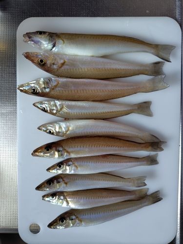 シロギスの釣果
