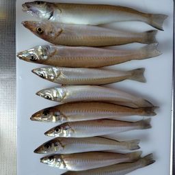 シロギス