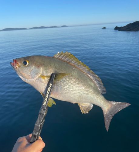 イサキの釣果