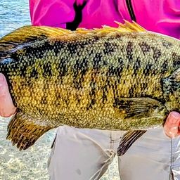 スモールマウスバス